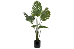 Monstera potteplante