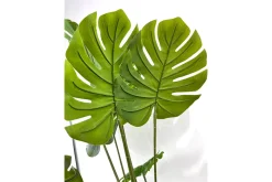 Monstera potteplante