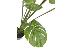 Monstera potteplante