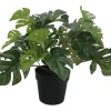 Monstera potteplante