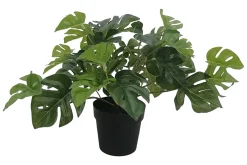 Monstera potteplante