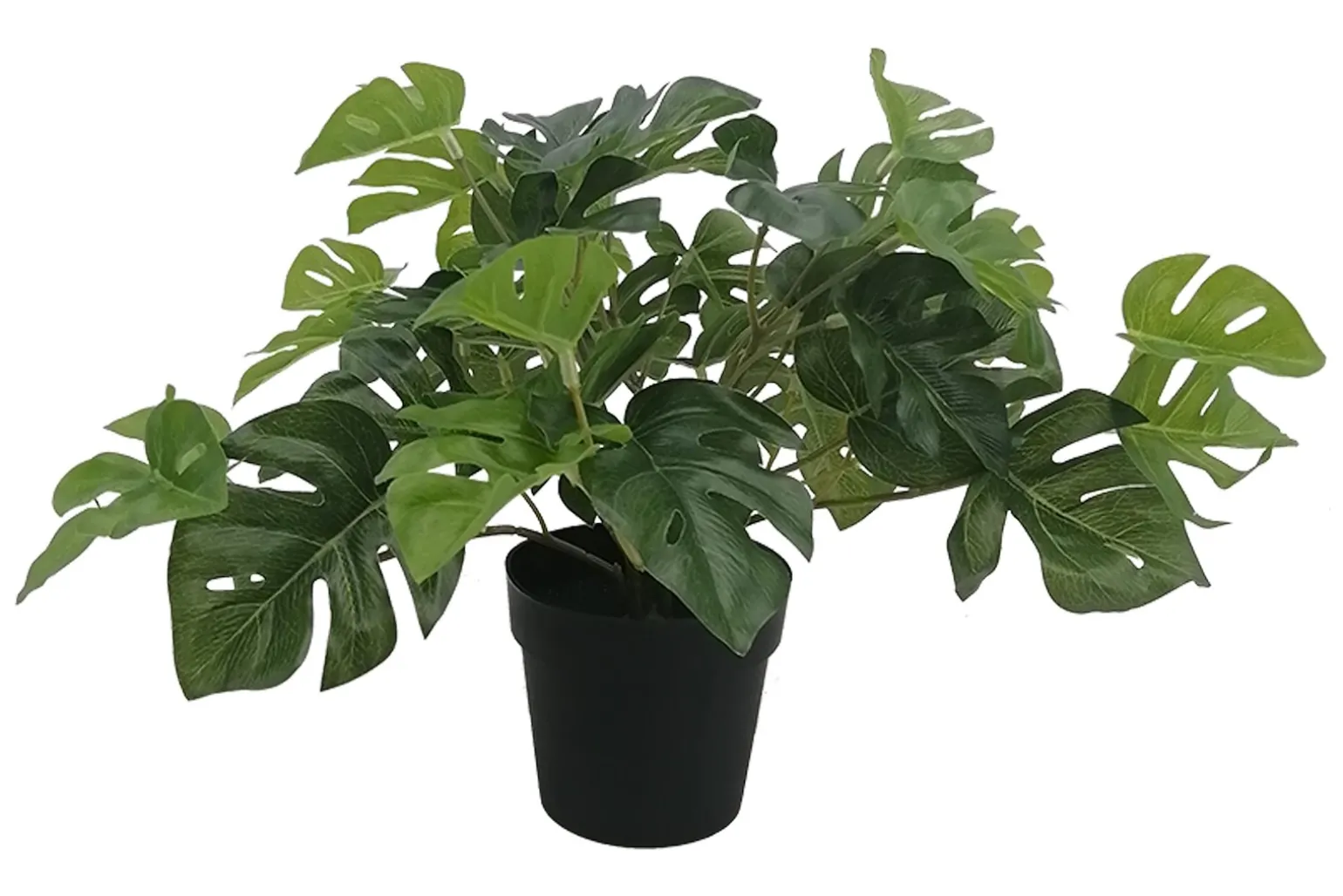Monstera potteplante