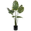 Monstera potteplante