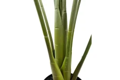Monstera potteplante