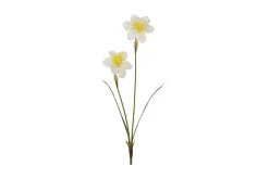 Narciss stilkblomst