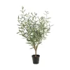 Oliven potteplante
