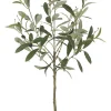 Oliven potteplante