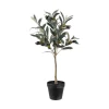Oliven potteplante