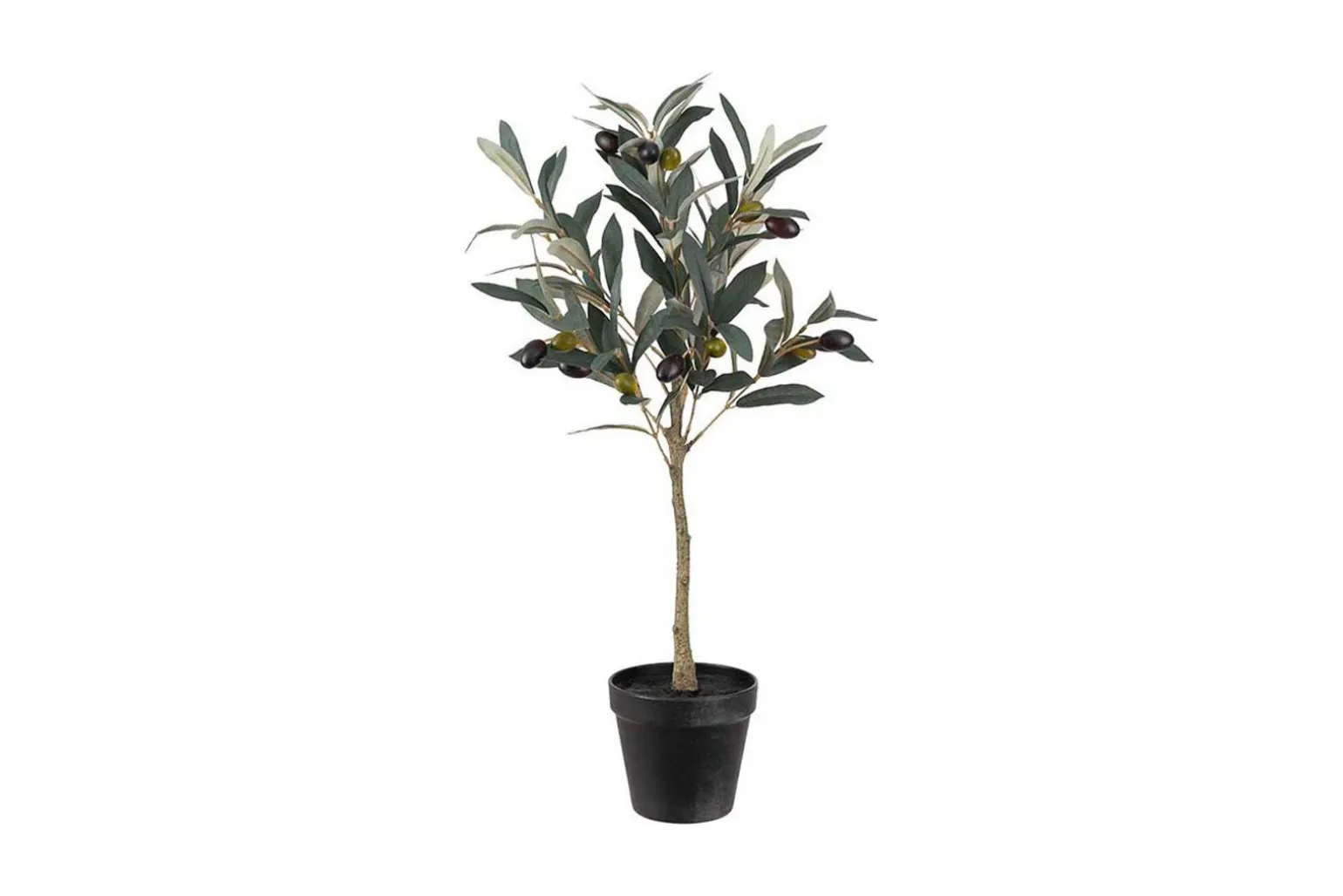 Oliven potteplante