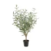 Oliven potteplante