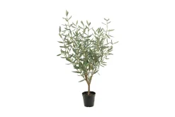 Oliven potteplante