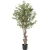 Oliventre potteplante