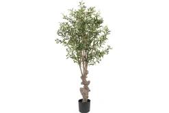 Oliventre potteplante