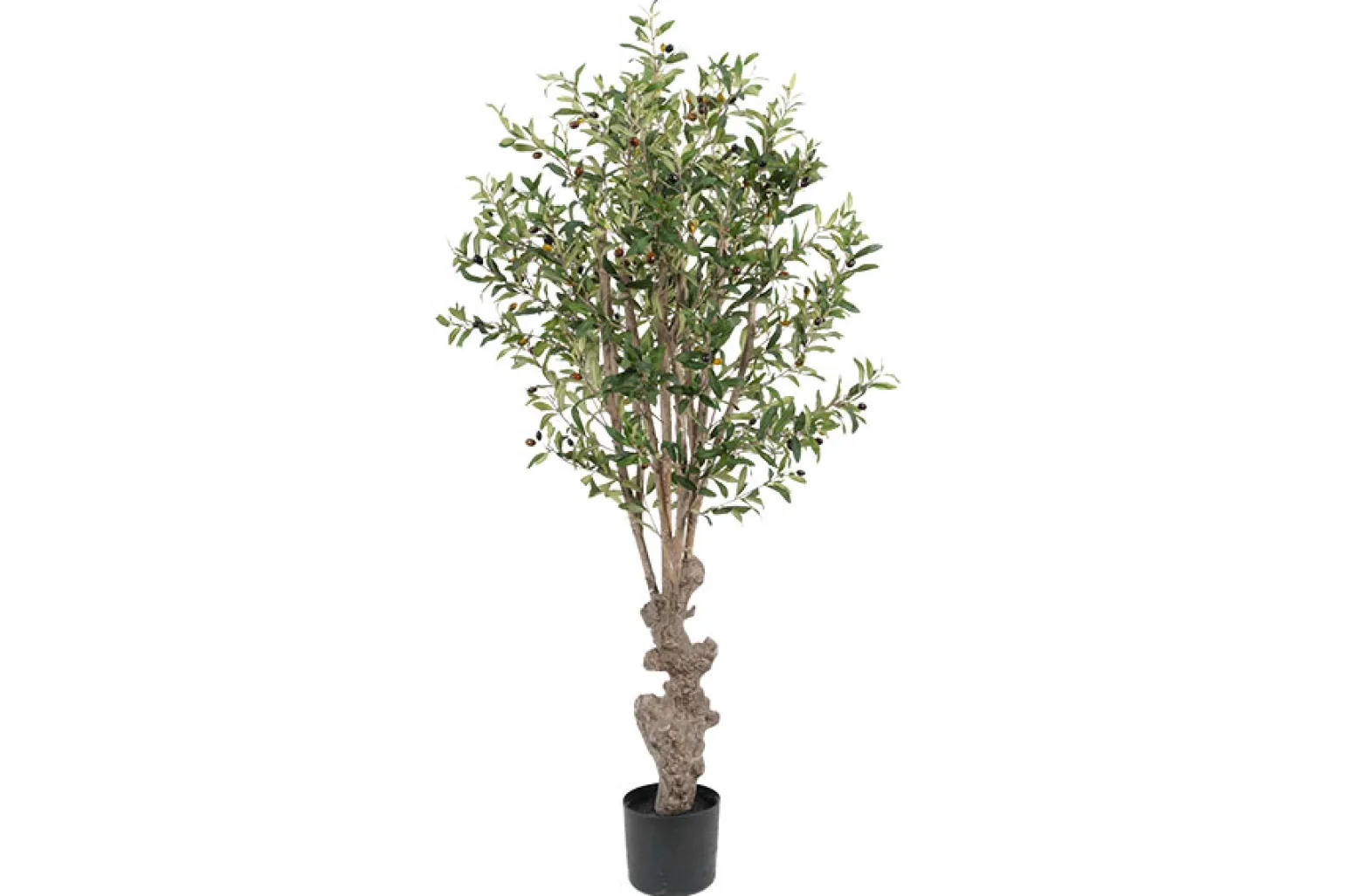 Oliventre potteplante