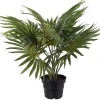 Palme potteplante