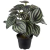Peperomia potteplante
