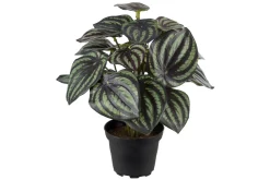 Peperomia potteplante