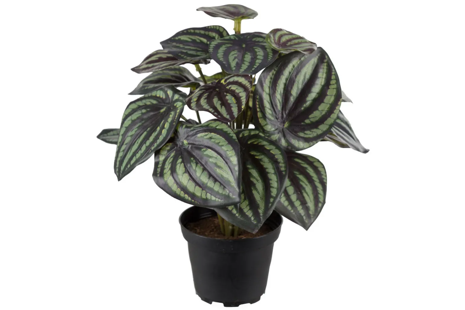 Peperomia potteplante