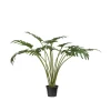Philodenron potteplante