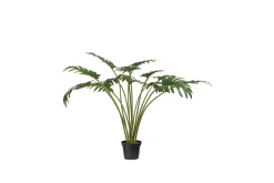 Philodenron potteplante