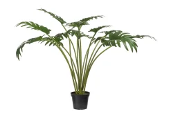 Philodenron potteplante