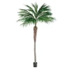 Phoenixpalme potteplante
