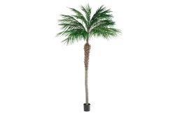 Phoenixpalme potteplante