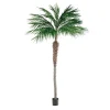 Phoenixpalme potteplante