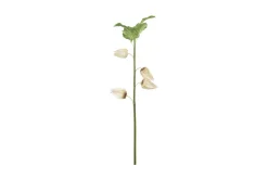 Physalis stilkblomst