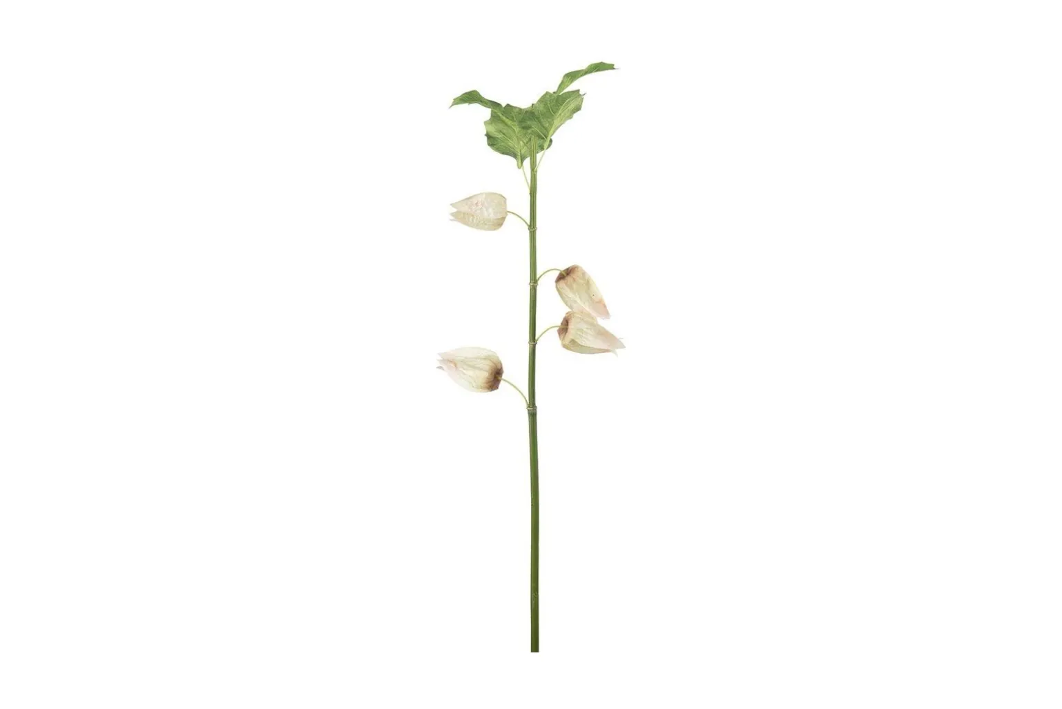 Physalis stilkblomst