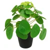 Pilea potteplante