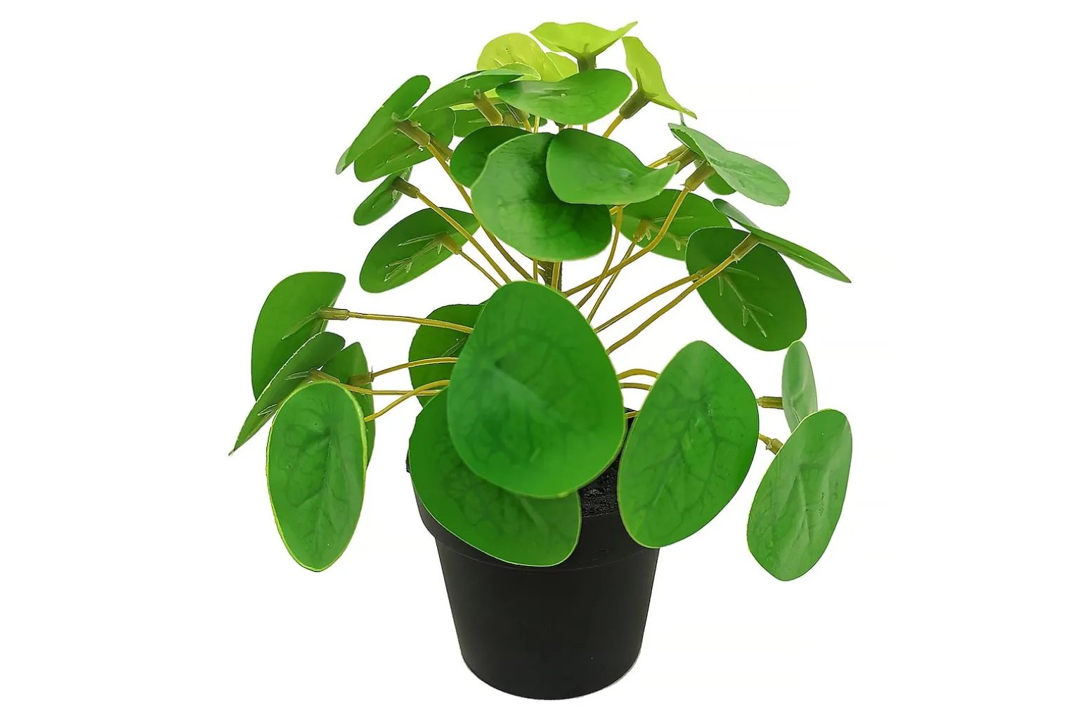 Pilea potteplante