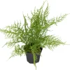 Plumosus potteplante
