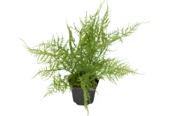 Plumosus potteplante