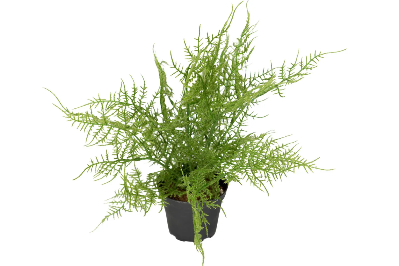 Plumosus potteplante