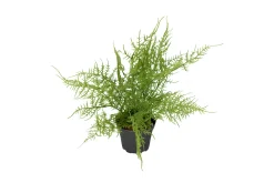 Plumosus potteplante