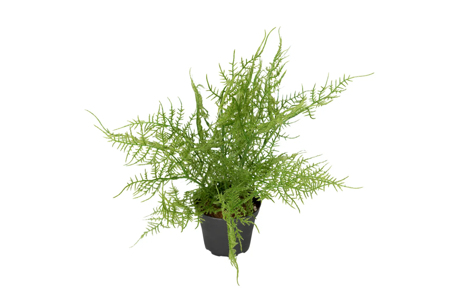 Plumosus potteplante