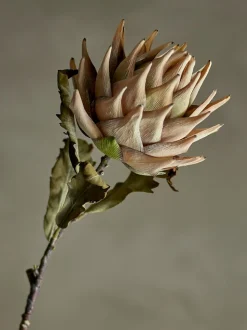Protea stilkblomst