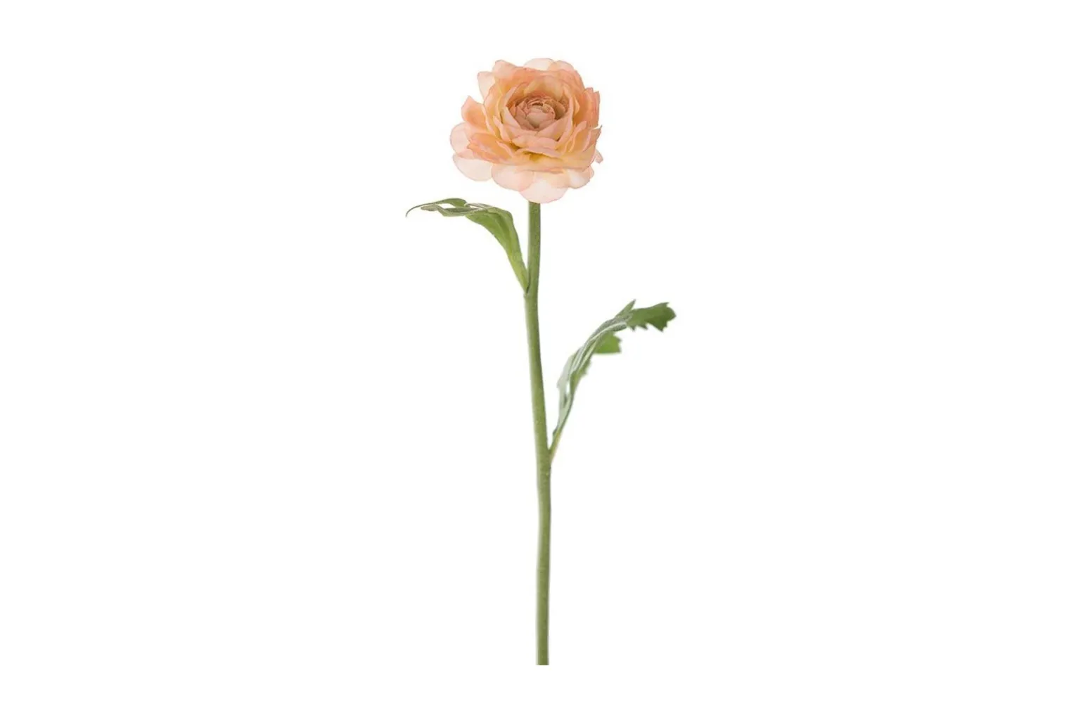 Ranunkel stilkblomst