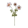 Ranunkel stilkblomst