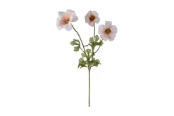 Ranunkel stilkblomst