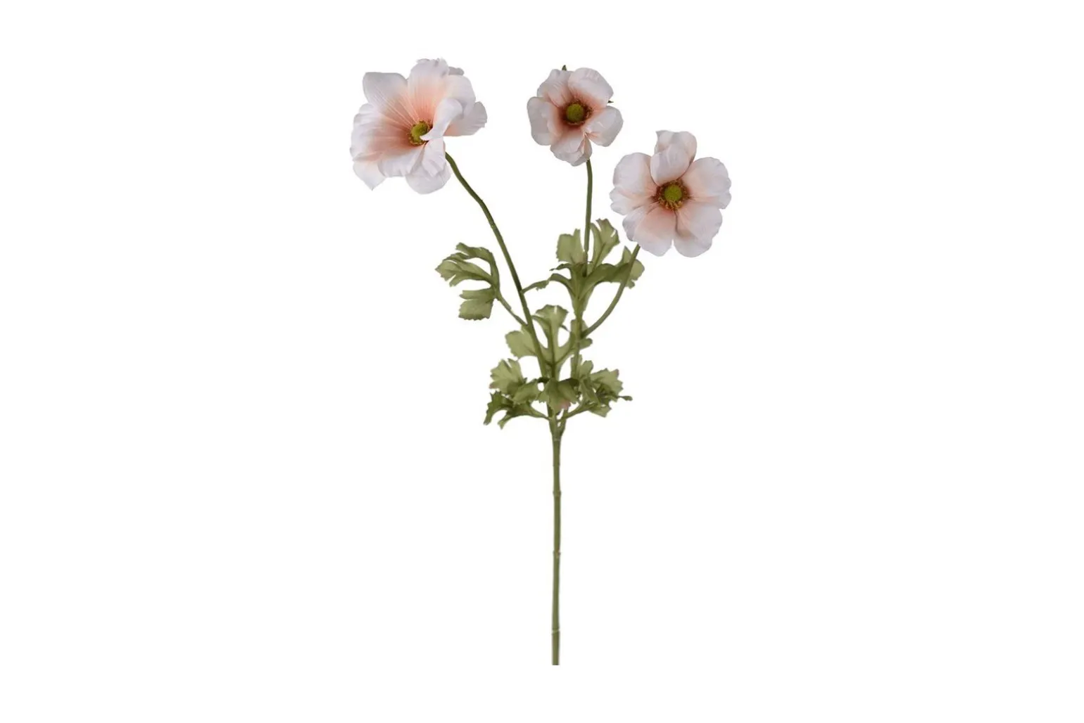 Ranunkel stilkblomst
