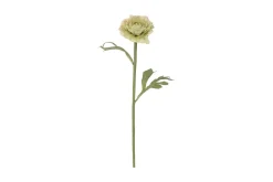 Ranunkel stilkblomst