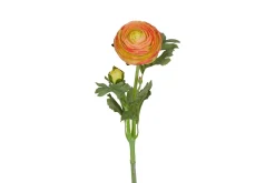 Ranunkel stilkblomst