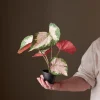 Rexbegonia potteplante