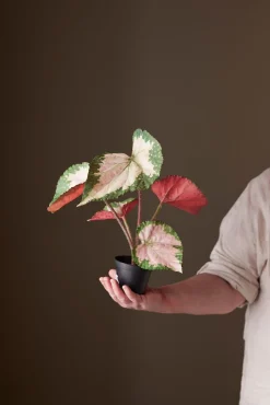 Rexbegonia potteplante