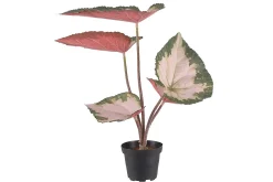 Rexbegonia potteplante