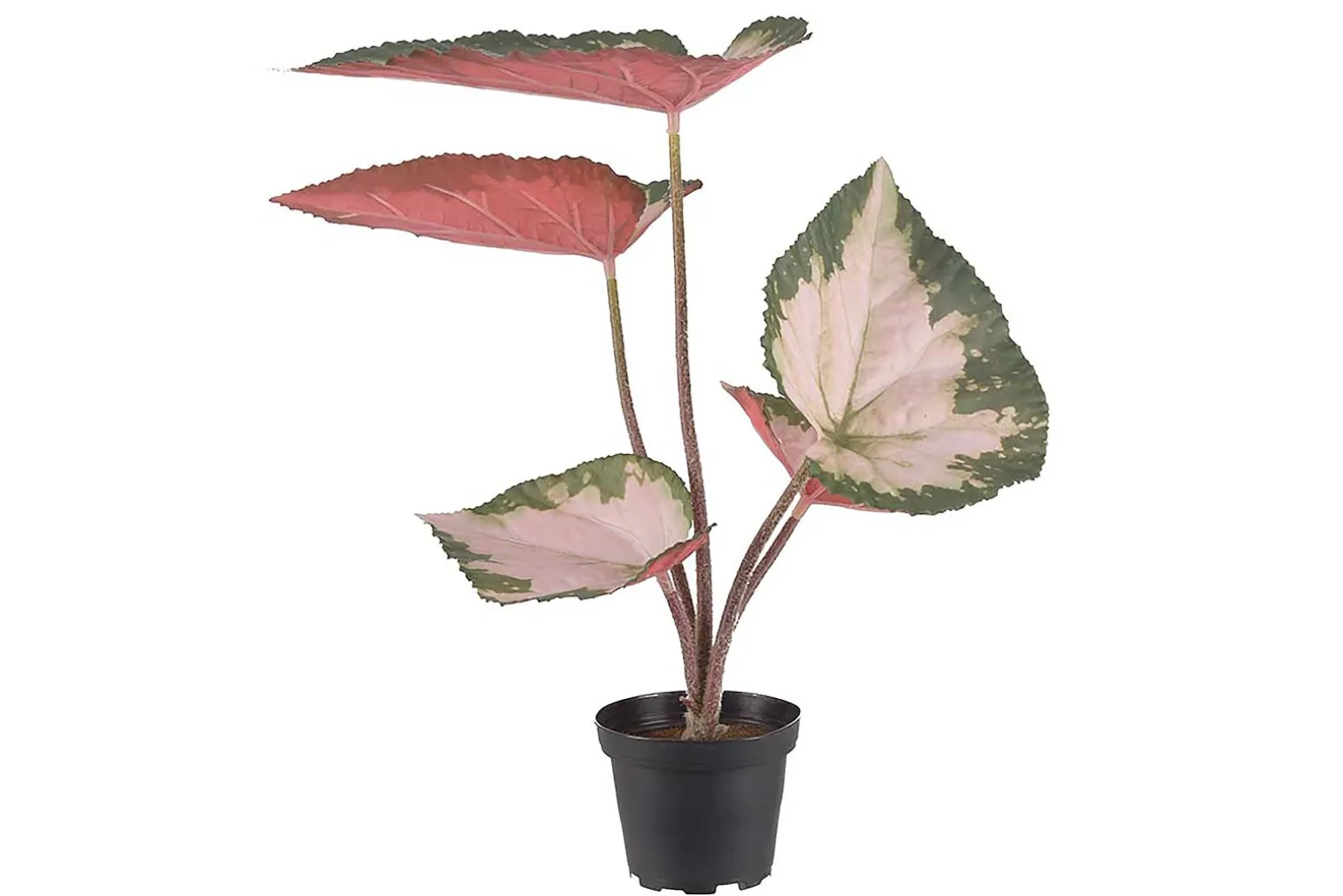 Rexbegonia potteplante