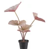 Rexbegonia potteplante
