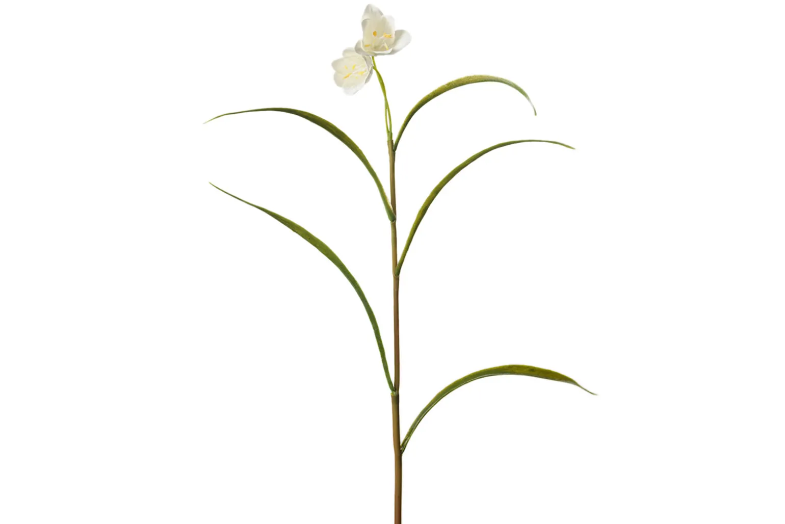 Rutelilje stilkblomst
